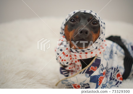 Miniature Pinscher New Year Festival Happi Kimono Photo 207 73329300
