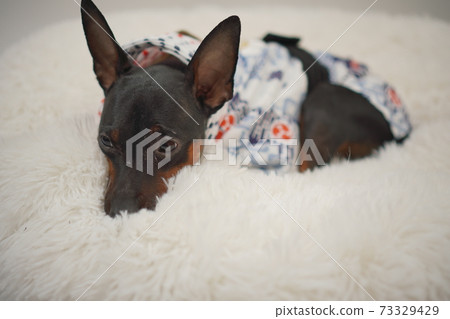 Miniature Pinscher New Year Festival Happi Kimono Photo 227 73329429