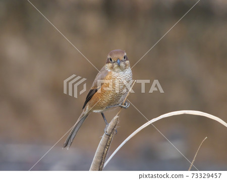 A female shrike watching over the territory with a cute face and a bird of prey 73329457