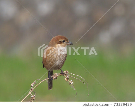 A female shrike watching over the territory with a cute face and a bird of prey 73329459