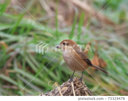Female shrike taken in January 73329476