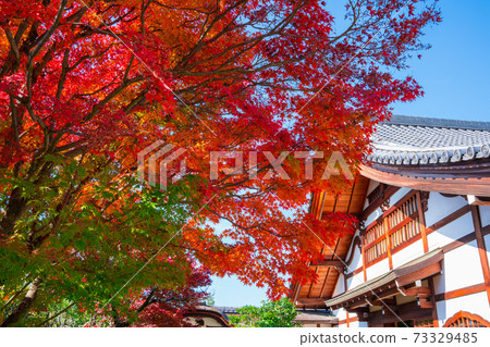 Kyoto Daitokuji sub-temple Korinin autumn leaves Kyoto Daitokuji sub-temple Korinin autumn leaves 73329485