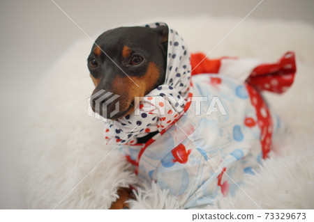 Miniature Pinscher Summer Yukata Kimono Photo 36 73329673