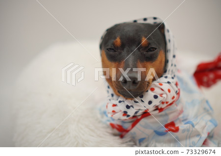 Miniature Pinscher Summer Yukata Kimono Photo 37 73329674
