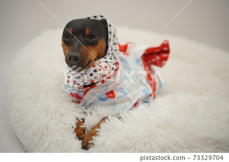 微型平徹夏天浴衣日式照片42 73329704