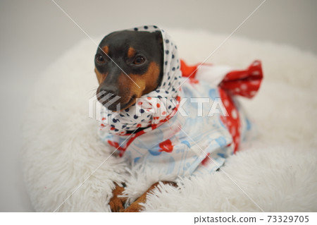 Miniature Pinscher Summer Yukata Kimono Photo 43 Miniature Pinscher Summer Yukata Kimono Photo 43 73329705