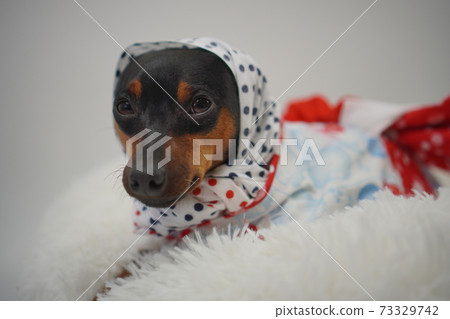 Miniature Pinscher Summer Yukata Kimono Photo 59 73329742
