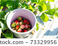 Fresh strawberries in the bucket. 73329956