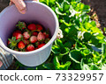 Fresh strawberries in the bucket. 73329957
