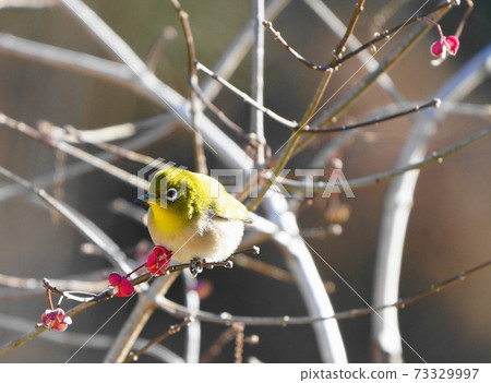 Mejiro紅梅 73329997