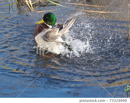 男性瑪加莫沐浴和拍打 73329998