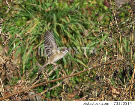 用高速快門拍攝飛蜘蛛 用高速快門拍攝飛蜘蛛 73330514