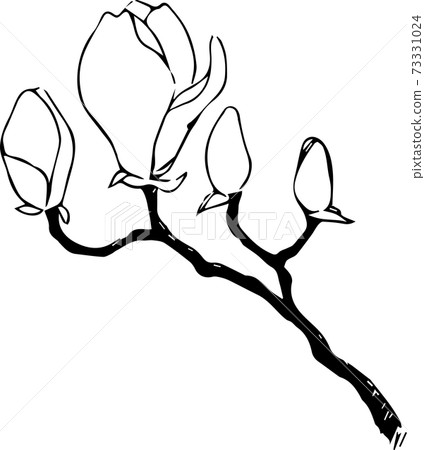 Magnolia Magnolia 73331024