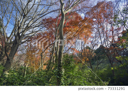 Autumn leaves of Kamakura Tenen [Lion dance valley] Autumn leaves 73331291
