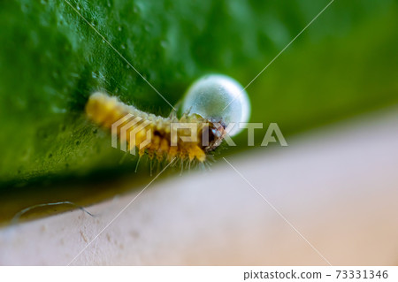 Swallowtail butterfly larva just hatched [macro photography] 73331346