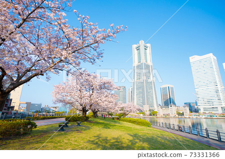 Yokohama train road in spring when cherry blossoms bloom 73331366