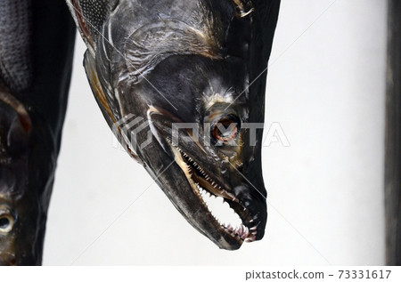 Suspended salmon Suspended salmon 73331617