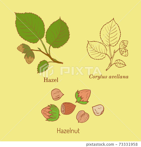 Hand drawn hazelnut branch Hand drawn hazelnut branch 73331958