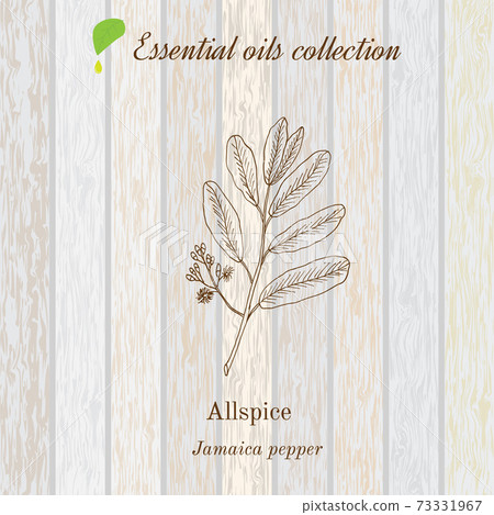 Jamaica pepper, essential oil label, aromatic plant Jamaica pepper, essential oil label, aromatic plant 73331967