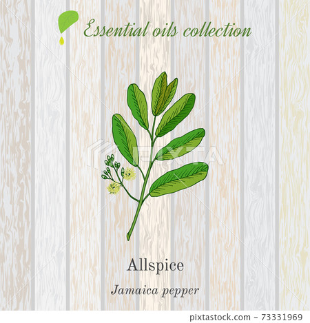 Jamaica pepper, essential oil label, aromatic plant Jamaica pepper, essential oil label, aromatic plant 73331969