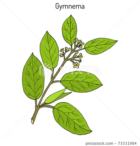 Gymnema sylvestre, or cowplant, gurmari, medicinal plant 73331984