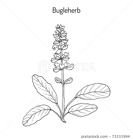 Bugleweed Ajuga reptans , or blue bugle, bugleherb, carpetweed Bugleweed Ajuga reptans , or blue bugle, bugleherb, carpetweed 73331994