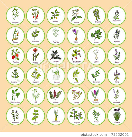 Hand drawn set of culinary herbs and spices 73332001