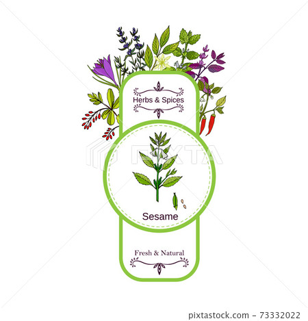 Vintage herbs and spices label collection. Sesame 73332022