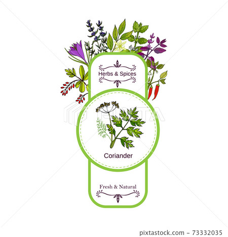 Vintage herbs and spices label collection. Coriander 73332035