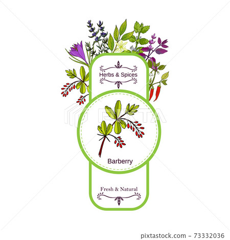 Vintage herbs and spices label collection. Berberis 73332036
