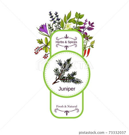Vintage herbs and spices label collection. Juniper 73332037