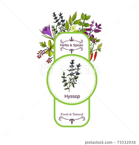 Vintage herbs and spices label collection. Hyssop 73332038