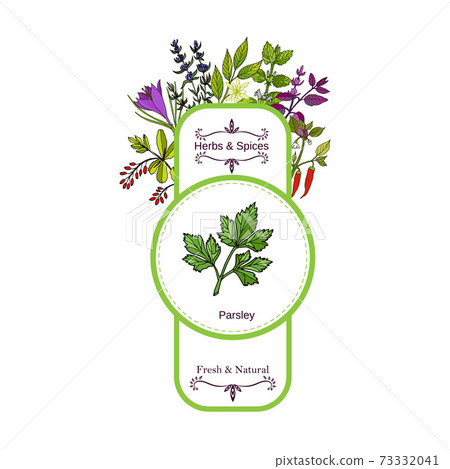 Vintage herbs and spices label collection. Parsley 73332041
