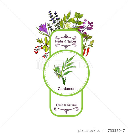 Vintage herbs and spices label collection. Cardamon 73332047