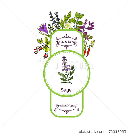 Vintage herbs and spices label collection. Sage 73332065