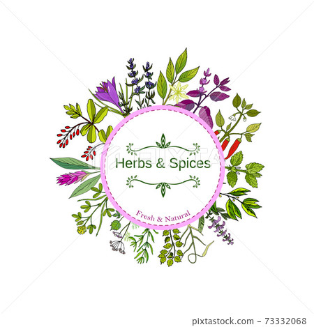 Culinary herbs and spices. Hand drawn set. 73332068
