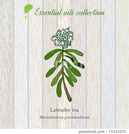 Labrador Tea Labeled Labrador tea, essential oil label, aromatic plant - Stock Illustration ...