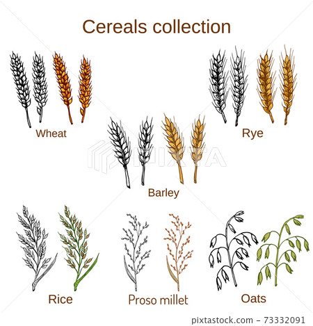 Set of cereals. Barley, rye, oats, rice, proso millet and wheat. Set of cereals. Barley, rye, oats, rice, proso millet and wheat. 73332091