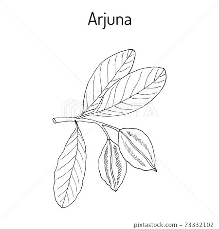 Arjuna Terminalia arjuna , or arjun tree, kumbuk Arjuna Terminalia arjuna , or arjun tree, kumbuk 73332102