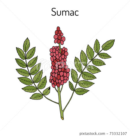 Sicilian sumac Rhus glabra branch with leaves and berries 73332107