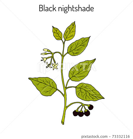 European black nightshade Solanum nigrum or... - Stock Illustration ...