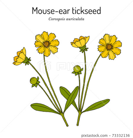Mouse-ear tickseed Coreopsis auriculata , perennial plant, 73332136