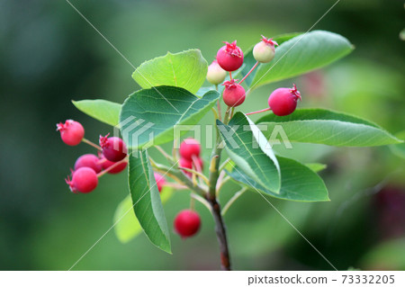 Juneberry水果（紫色紅色）2水平（特寫） 73332205