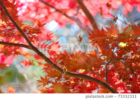明亮的楓葉秋葉 73332331