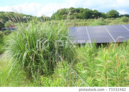 雜草覆蓋並對發電產生不利影響的太陽能發電廠 雜草覆蓋並對發電產生不利影響的太陽能發電廠 73332482