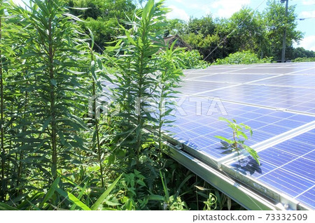 Solar power plant covered with weeds and adversely affecting power generation Solar power plant covered with weeds and adversely affecting power generation 73332509