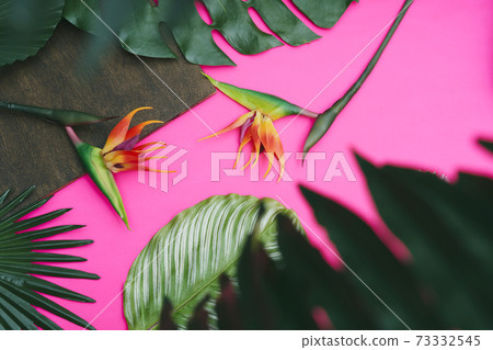 植物葉子 植物葉子 73332545