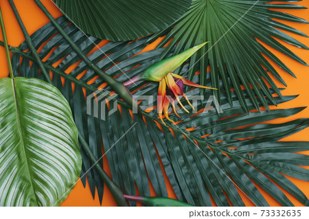 Plant leaves 73332635