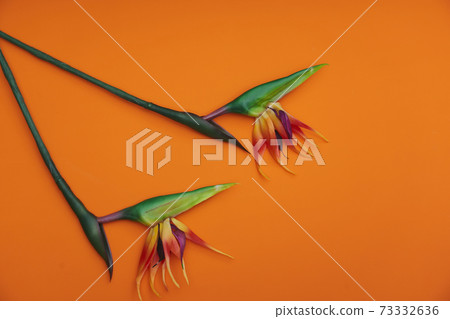 Plant leaves 73332636