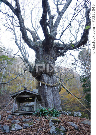 Mt. Shichimen mountain trail Tochinogi, a natural monument of Yamanashi Prefecture Mt. Shichimen mountain trail Tochinogi, a natural monument of Yamanashi Prefecture 73333049